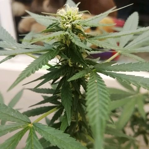 Teddy growlog timeline photo