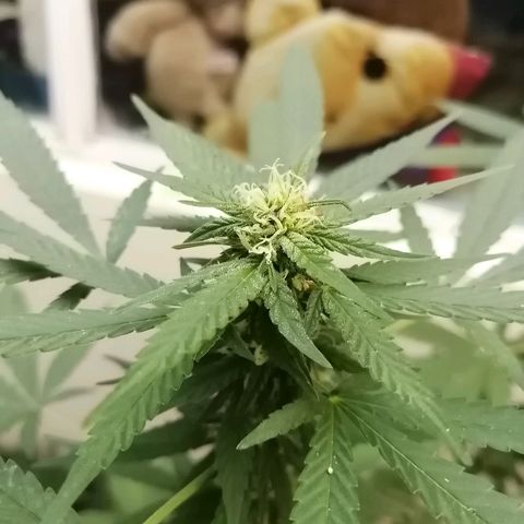 Teddy growlog timeline photo
