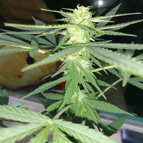 Teddy growlog timeline photo