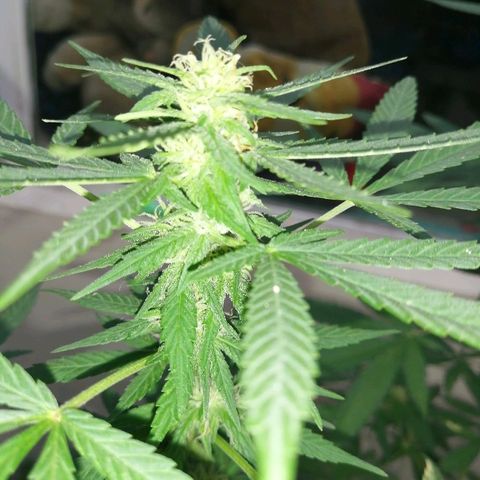 Teddy growlog timeline photo