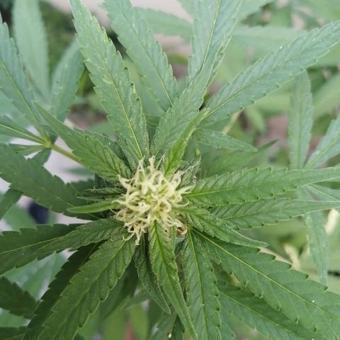 Teddy growlog timeline photo