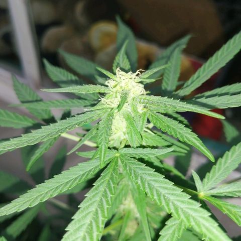 Teddy growlog timeline photo