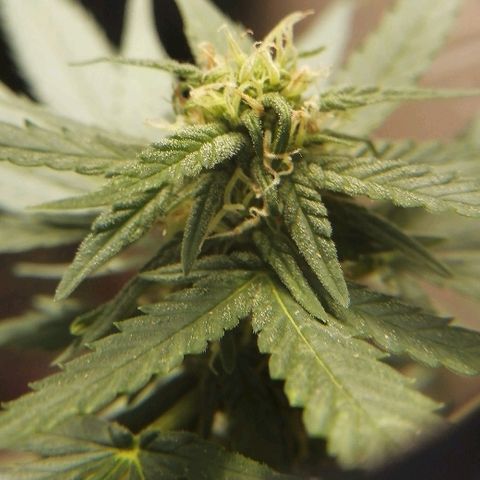 Teddy growlog photo: Semana 6 de floración 