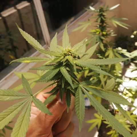 Teddy growlog timeline photo