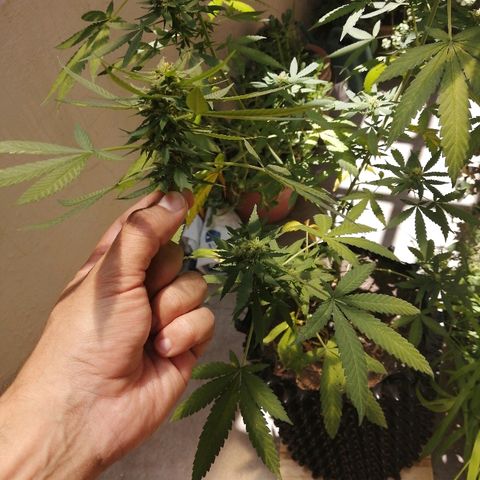 Teddy growlog timeline photo