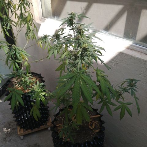 Teddy growlog timeline photo