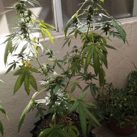 Teddy growlog timeline photo
