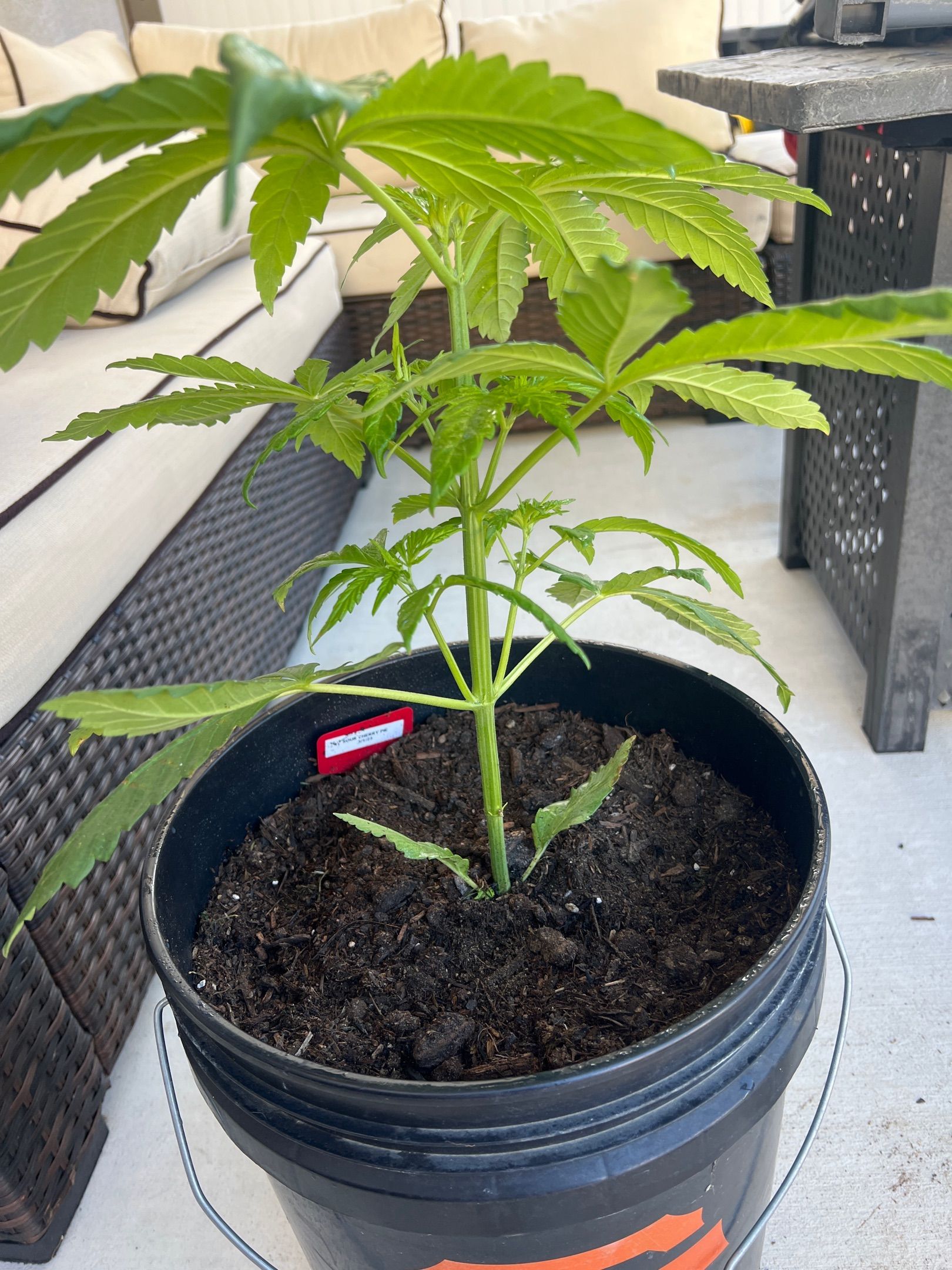 Sour Cherry Pie growlog header