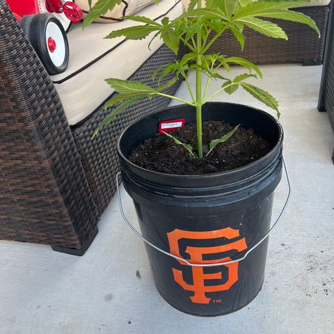 Sour Cherry Pie growlog photo