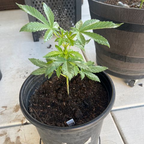 Sour Cherry Pie growlog photo