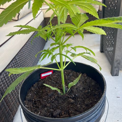 Sour Cherry Pie growlog in Outdoor