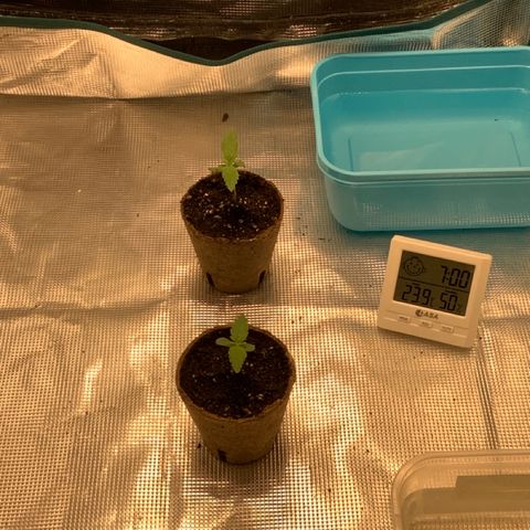 Queen of Sheba growlog timeline photo