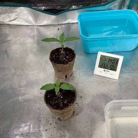 Queen of Sheba growlog timeline photo