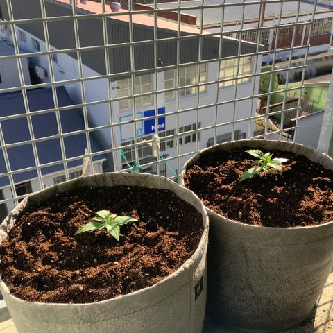 Queen of Sheba growlog timeline photo
