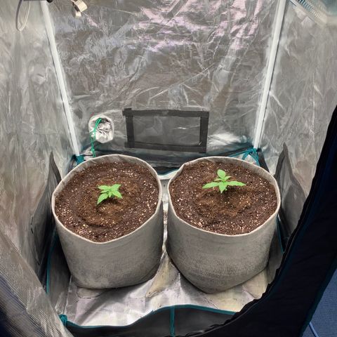 Queen of Sheba growlog timeline photo