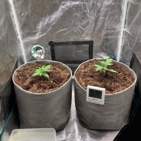 Queen of Sheba growlog timeline photo