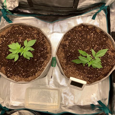 Queen of Sheba growlog photo: LST TO THE RIGHT AT 2WEEKS