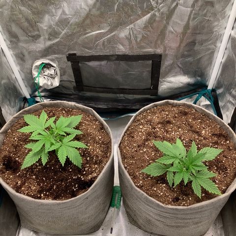 Queen of Sheba growlog timeline photo