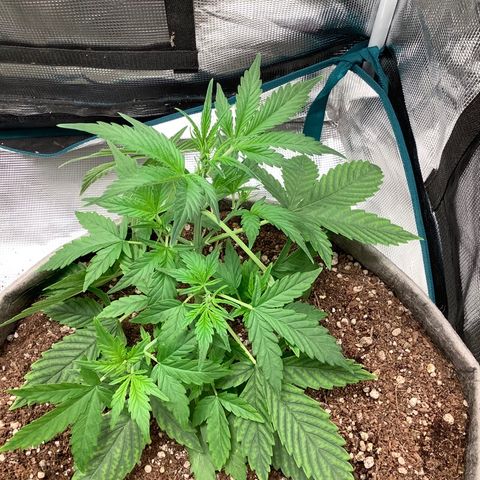 Queen of Sheba growlog timeline photo