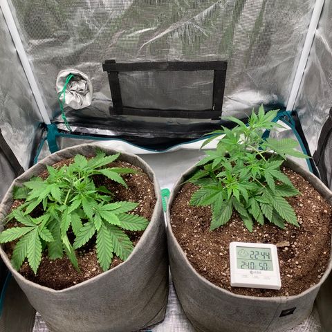 Queen of Sheba growlog timeline photo