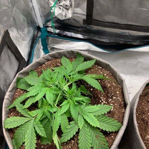 Queen of Sheba growlog timeline photo