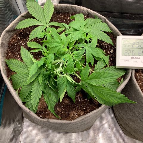 Queen of Sheba growlog timeline photo