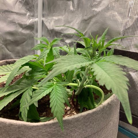Queen of Sheba growlog timeline photo