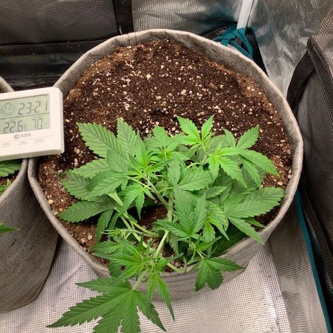 Queen of Sheba growlog timeline photo