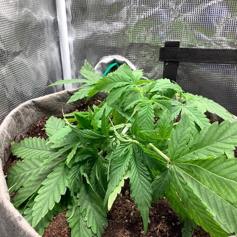 Queen of Sheba growlog timeline photo