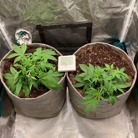 Queen of Sheba growlog timeline photo