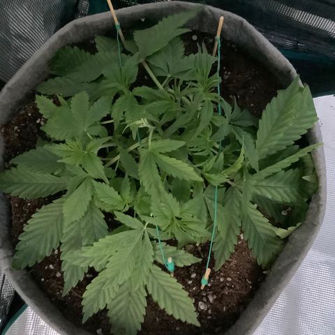 Queen of Sheba growlog timeline photo