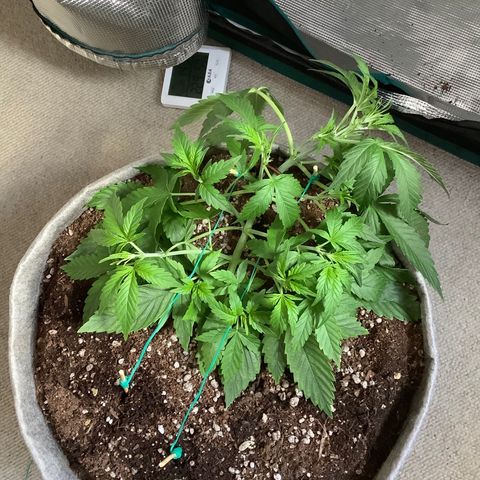 Queen of Sheba growlog timeline photo