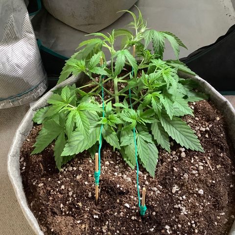 Queen of Sheba growlog timeline photo