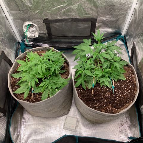 Queen of Sheba growlog timeline photo