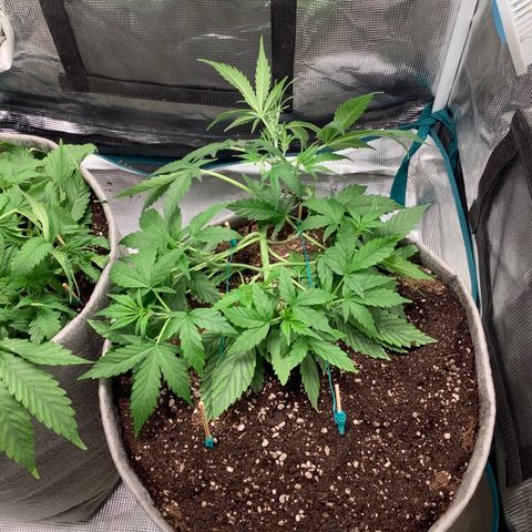 Queen of Sheba growlog timeline photo