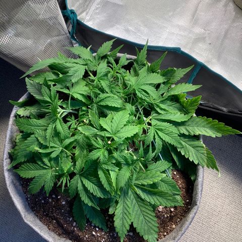 Queen of Sheba growlog timeline photo