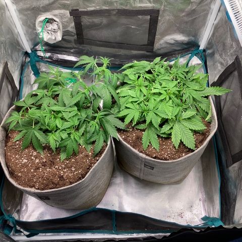 Queen of Sheba growlog timeline photo