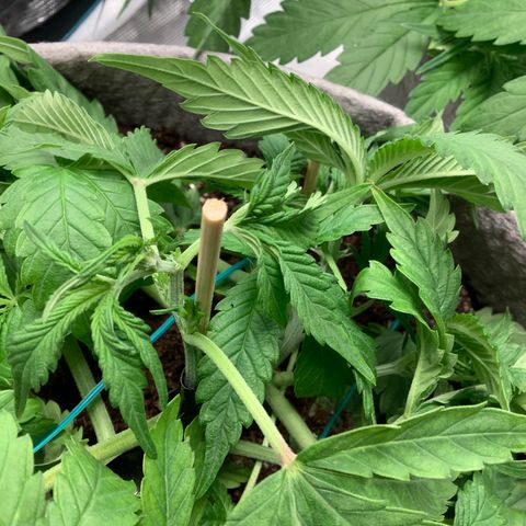 Queen of Sheba growlog timeline photo