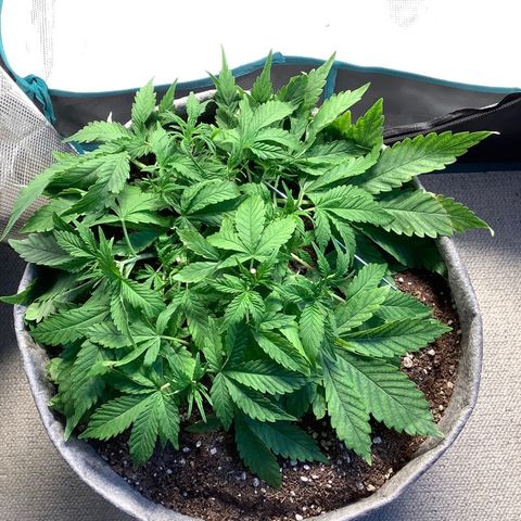 Queen of Sheba growlog timeline photo