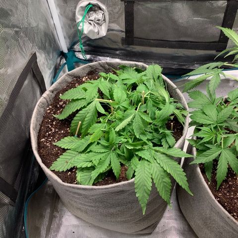 Queen of Sheba growlog timeline photo