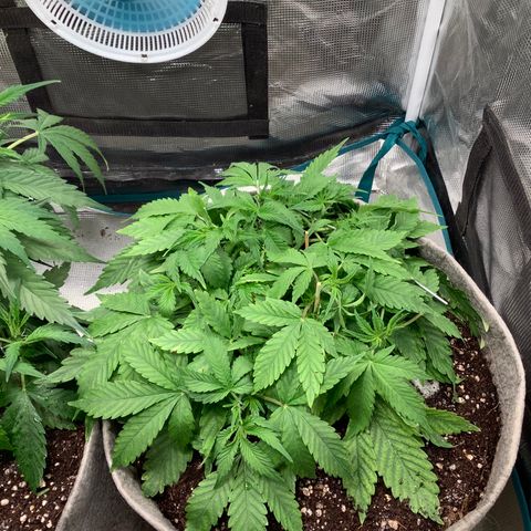 Queen of Sheba growlog photo: Not sure if stunting growth with plant in the right 