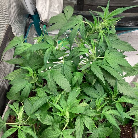 Queen of Sheba growlog photo: Not sure if stunting growth with plant in the right 