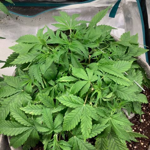 Queen of Sheba growlog photo: Not sure if stunting growth with plant in the right 