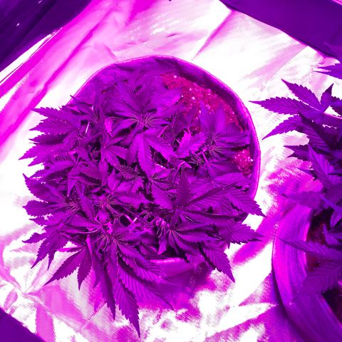 Queen of Sheba growlog timeline photo