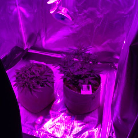 Queen of Sheba growlog timeline photo