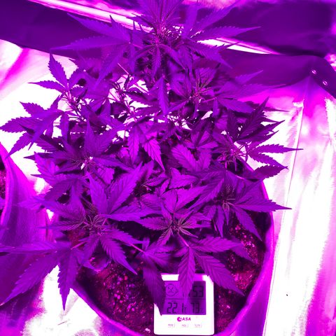Queen of Sheba growlog timeline photo