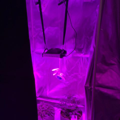 Queen of Sheba growlog timeline photo