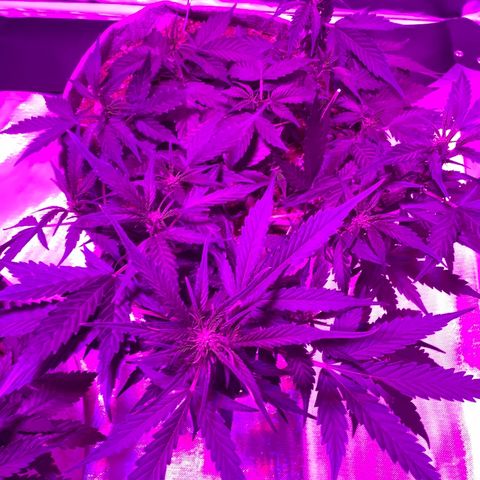 Queen of Sheba growlog timeline photo