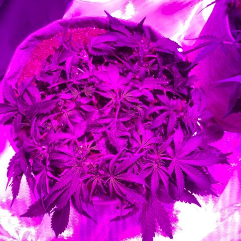 Queen of Sheba growlog timeline photo