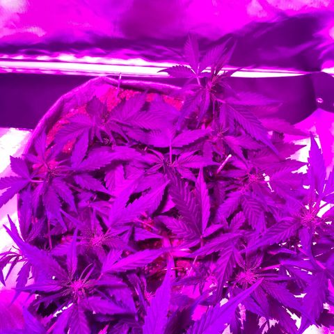 Queen of Sheba growlog timeline photo